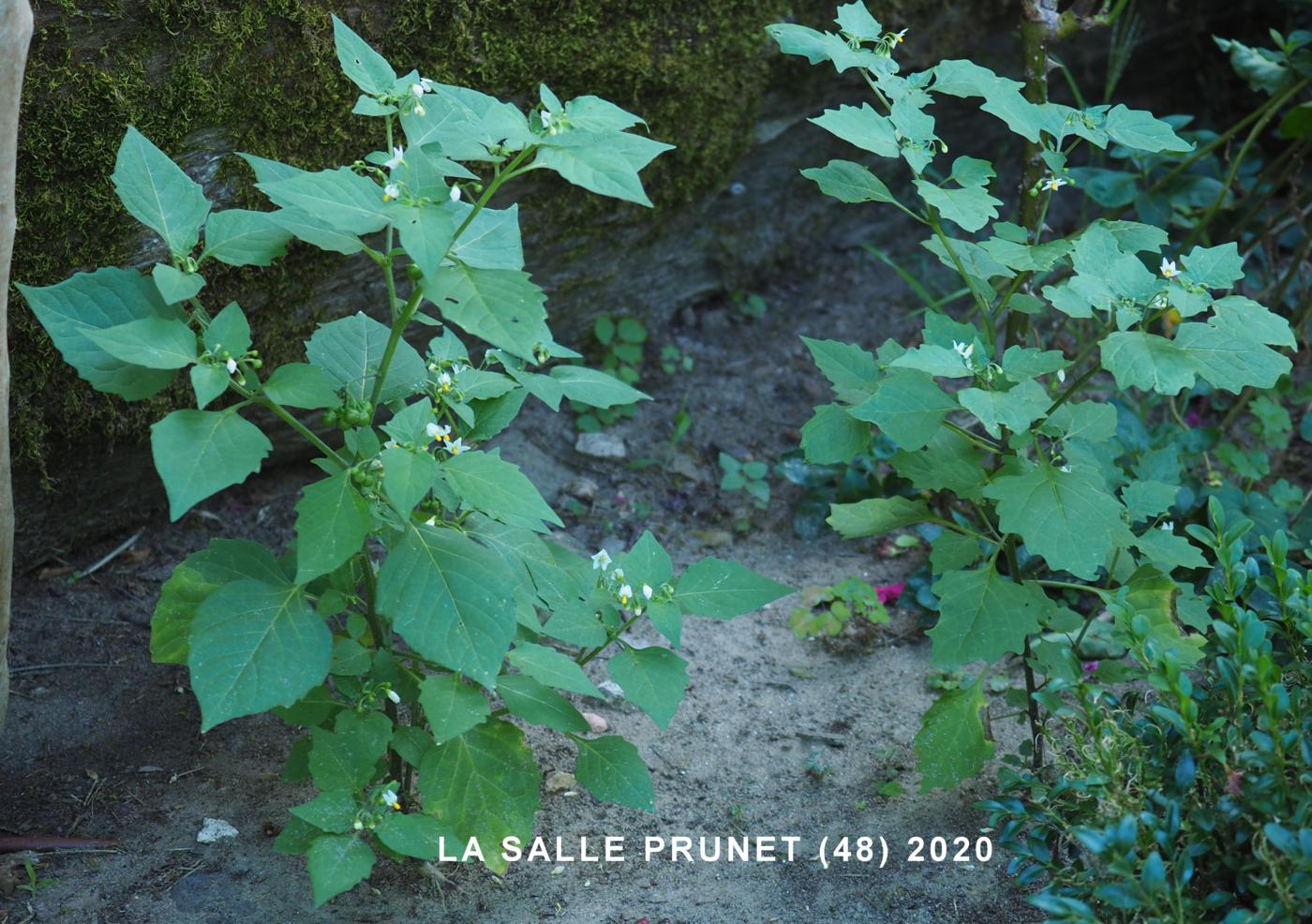 Nightshade, Yellow plant